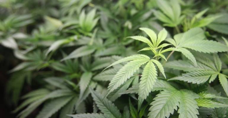 NEWS…Combination Medical & Recreational Marijuana Shop in Buffalo Grove